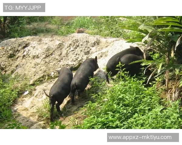 梅州五华县超冠军奖励肥猪寓意财富满满引发热议 梅州五华县超冠军奖励肥猪寓意财富满满引发热议